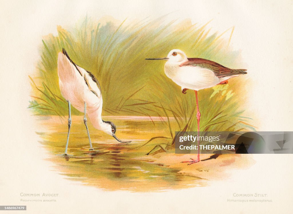 Common avocet and stilt bird engraving chromolithography 1892
