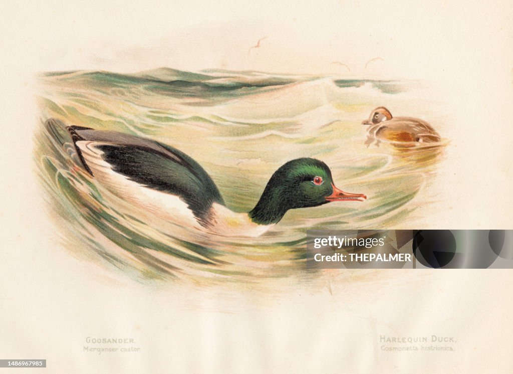 Goosander and harlequin duck bird engraving chromolithography 1892