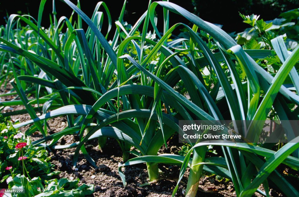 Leeks growing in a garden