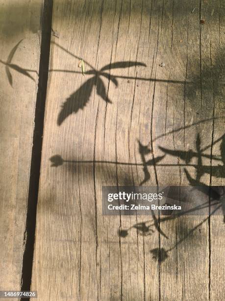 abstract shadows on wooden desk - brezinska stock pictures, royalty-free photos & images