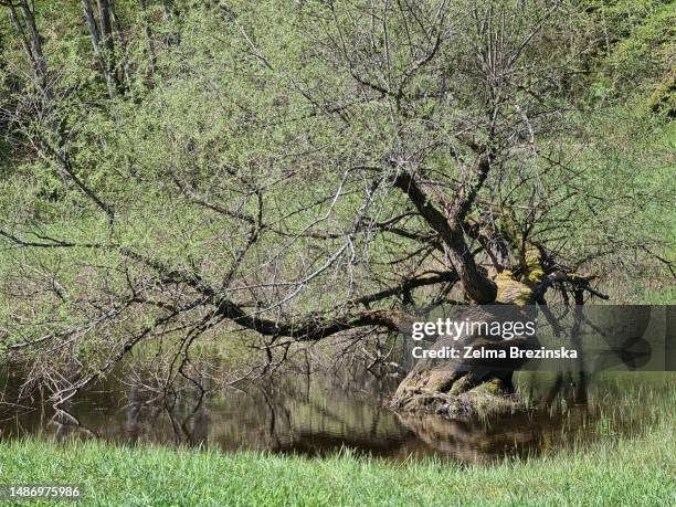 old tree in pond water on green field - brezinska - fotografias e filmes do acervo