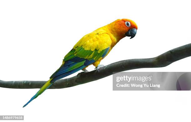 parrot isolated on white background - tropical bird white background stock pictures, royalty-free photos & images