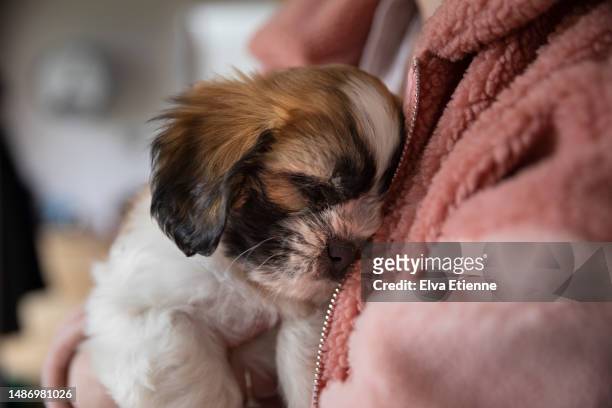 close-up of a young, sleepy puppy being held gently in the arms of a woman wearing a pink fleece jacket. - fleece stockfoto's en -beelden