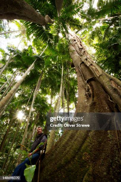 Butressed Trees 3,143 Buttress Tree Stock Photos, High-Res Pictures, and Images - Getty ...