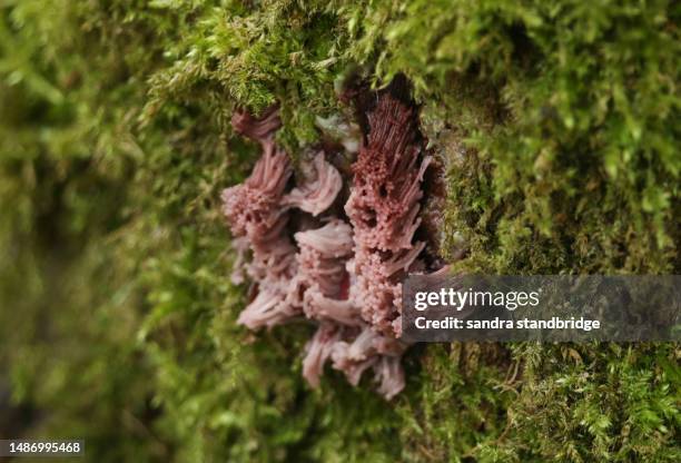 a slime mould, stemonitis fusca, growing amongst the moss on a dead tree. - protozoa stockfoto's en -beelden