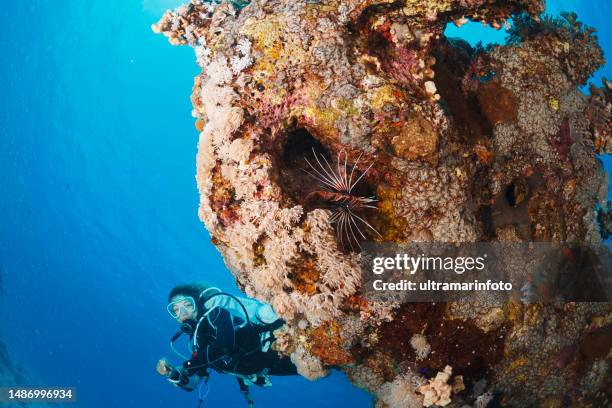 underwater  scuba diver explore and enjoy  coral reef  sea life lionfish - lionfish stock pictures, royalty-free photos & images