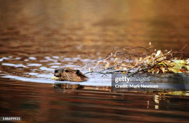 beaver towing branch through pond. - beaver stockfoto's en -beelden