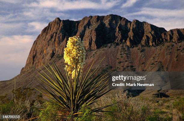 close up of a flowering torrey yucca, yucca torreyi in the big bend national park. - yucca stock pictures, royalty-free photos & images