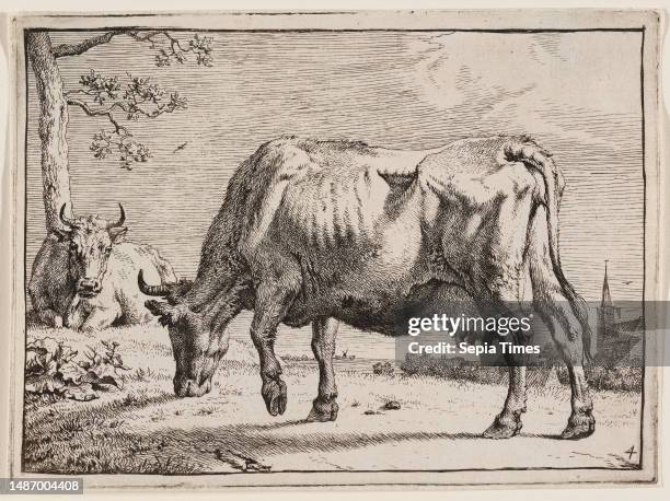 The Grazing Cow, c. 1650, Paulus Potter, Dutch, 1625–1654, 3 15/16 × 5 1/2 in. 4 1/4 × 5 13/16 in. , Etching, Netherlands, 17th century, Paulus...