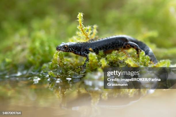 alpine newt (ichthyosaura alpestris), male walking on moss directly at the water's edge and reflected in the water, velbert, germany - newt stock pictures, royalty-free photos & images