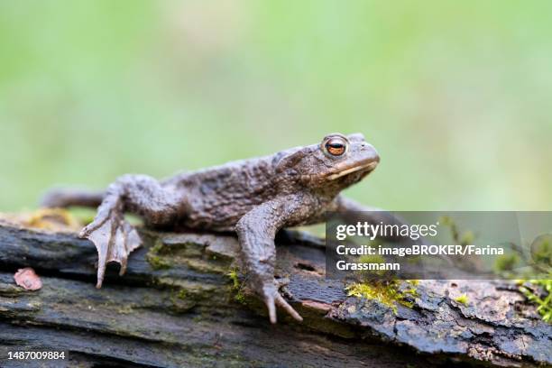 common toad (bufo bufo), walking on dead wood, velbert, germany - common toad stock pictures, royalty-free photos & images