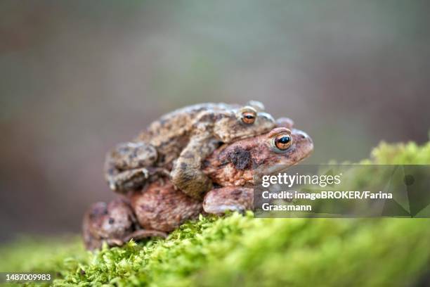 common toad (bufo bufo), pair walking over moss, velbert, germany - common toad stock pictures, royalty-free photos & images