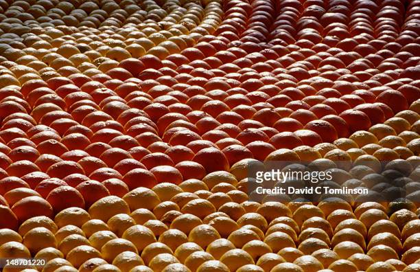 rows of oranges and lemons at lemon festival. - traditional lemon festival on the french riviera stock pictures, royalty-free photos & images