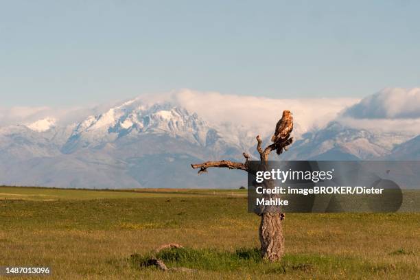 109 The Eagles Brood Stock Photos, High-Res Pictures, and Images ...