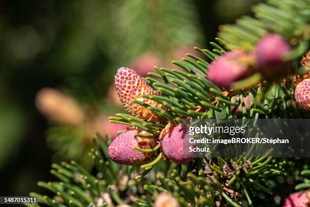 abies procera (abies procera), male flowers, spring, germany - california red fir stock pictures, royalty-free photos & images