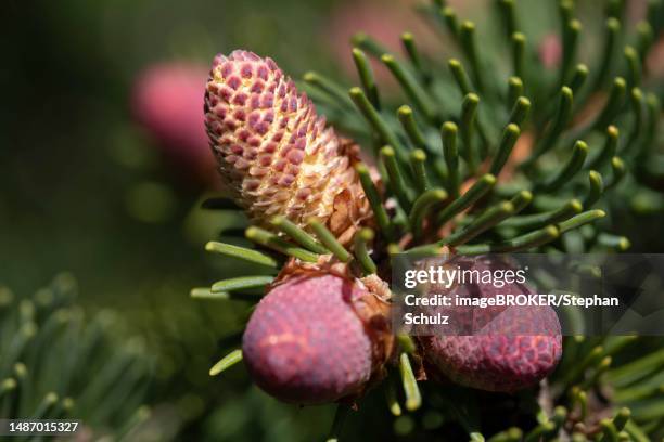 abies procera (abies procera), male flowers, spring, germany - california red fir stockfoto's en -beelden