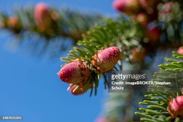 abies procera (abies procera), male flowers, spring, germany - california red fir stock pictures, royalty-free photos & images