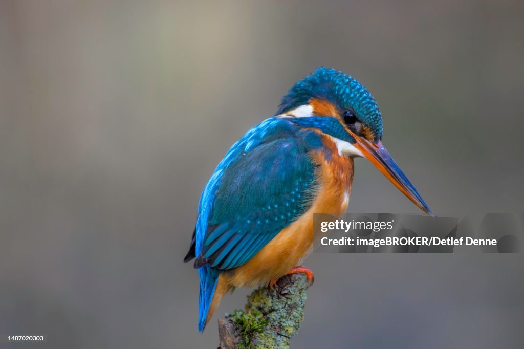 Common kingfisher (Alcedo atthis) female on a branch stump, Hesse, Germany