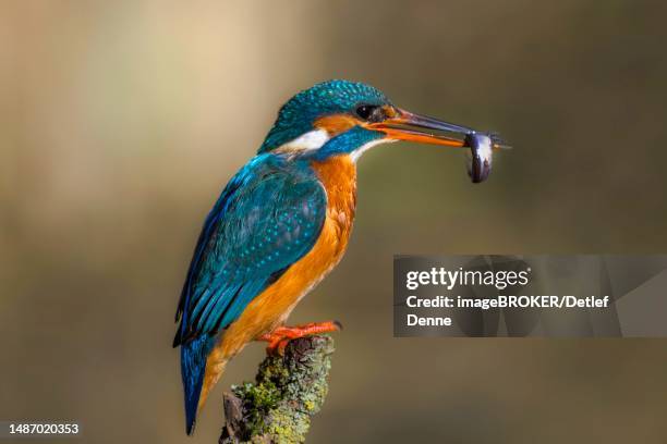 common kingfisher (alcedo atthis) female with captured fish in her beak on a branch stump, hesse, germany - animals in captivity stock illustrations