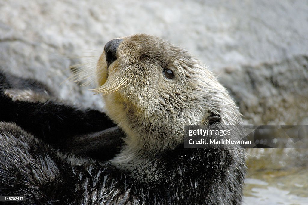 Sea Otter (Enhydra lutris), Point Defiance Zoo.