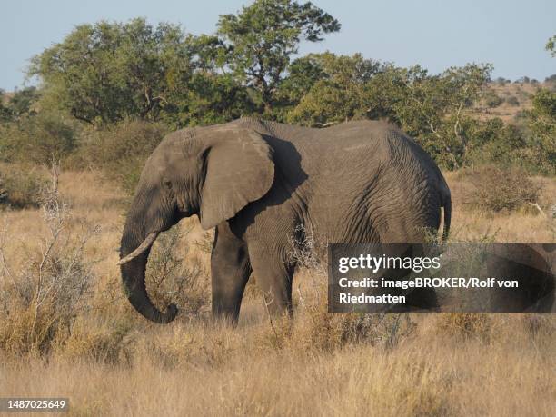 african elephant (loxodonta africana) in kruger national park, south africa - kruger national park elephant stock illustrations