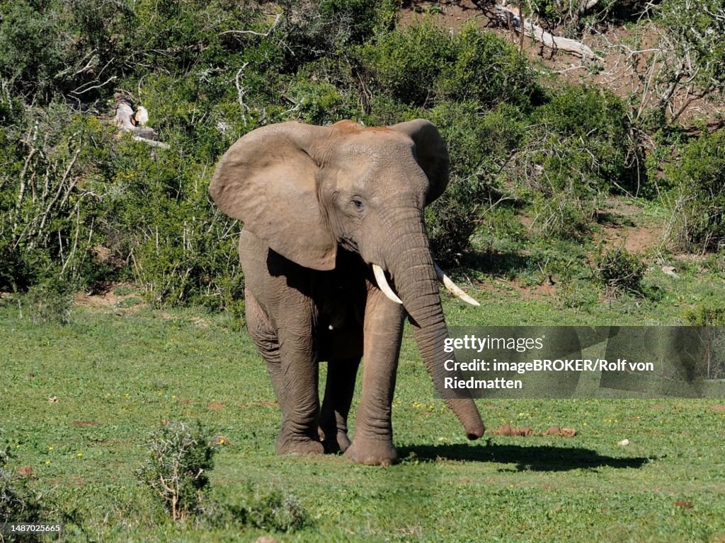 African elephant (Loxodonta africana) in Addo Elephant National Park, South Africa