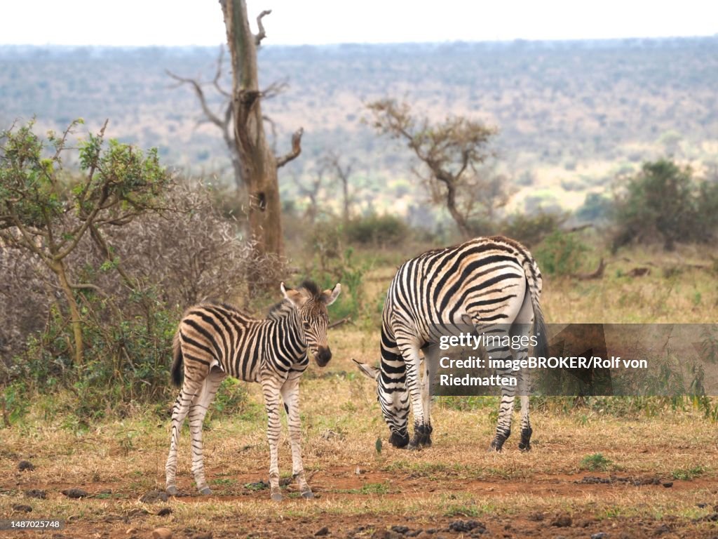 Burchell's zebra (Equus quagga burchellii) with foal, Kruger National Park, South Africa