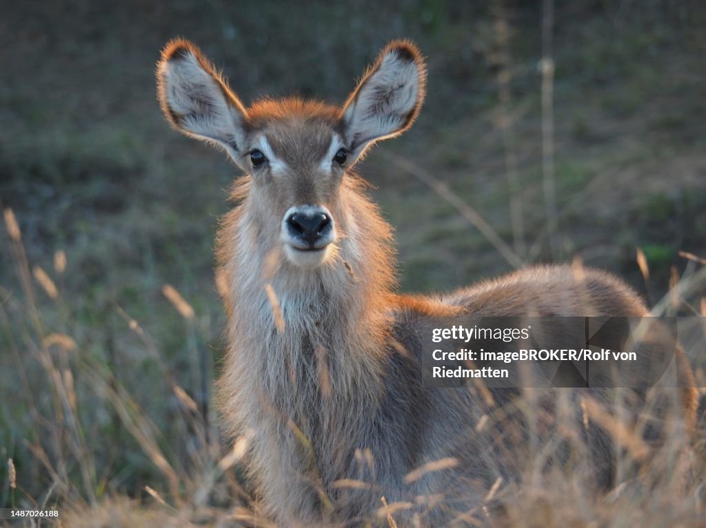 Portrait of ellipsen waterbuck (Kobus ellipsiprymnus), Kruger National Park, South Africa