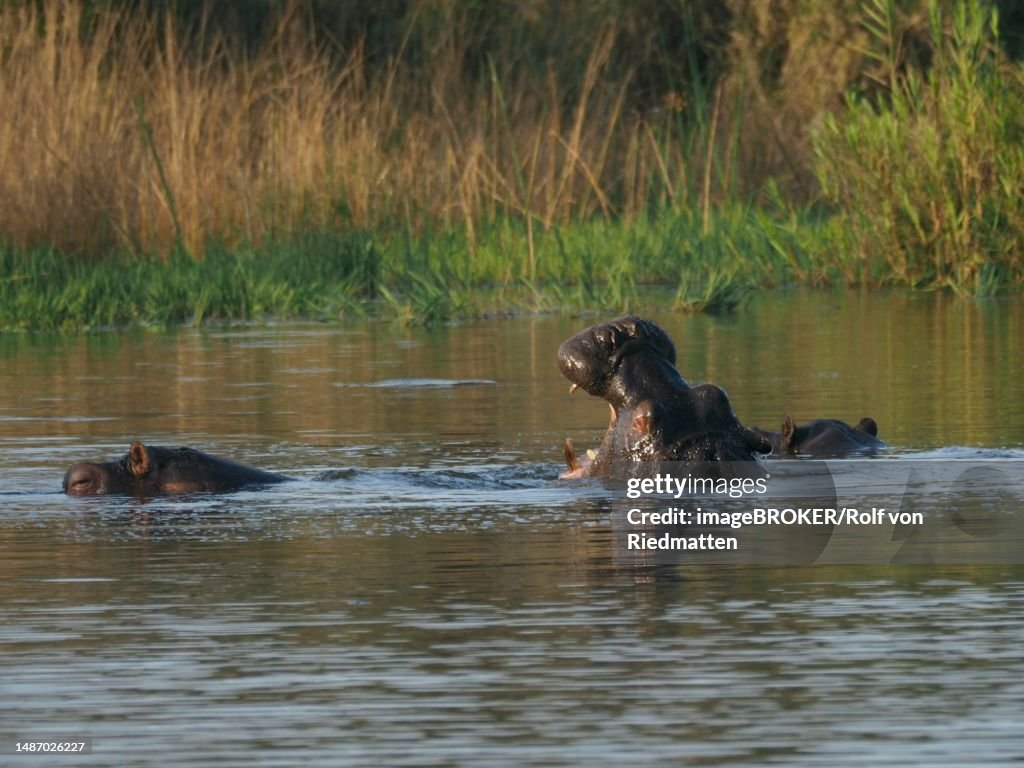 Hippos (Hippopotamus amphibius) in a waterhole in Kruger National Park, South Africa