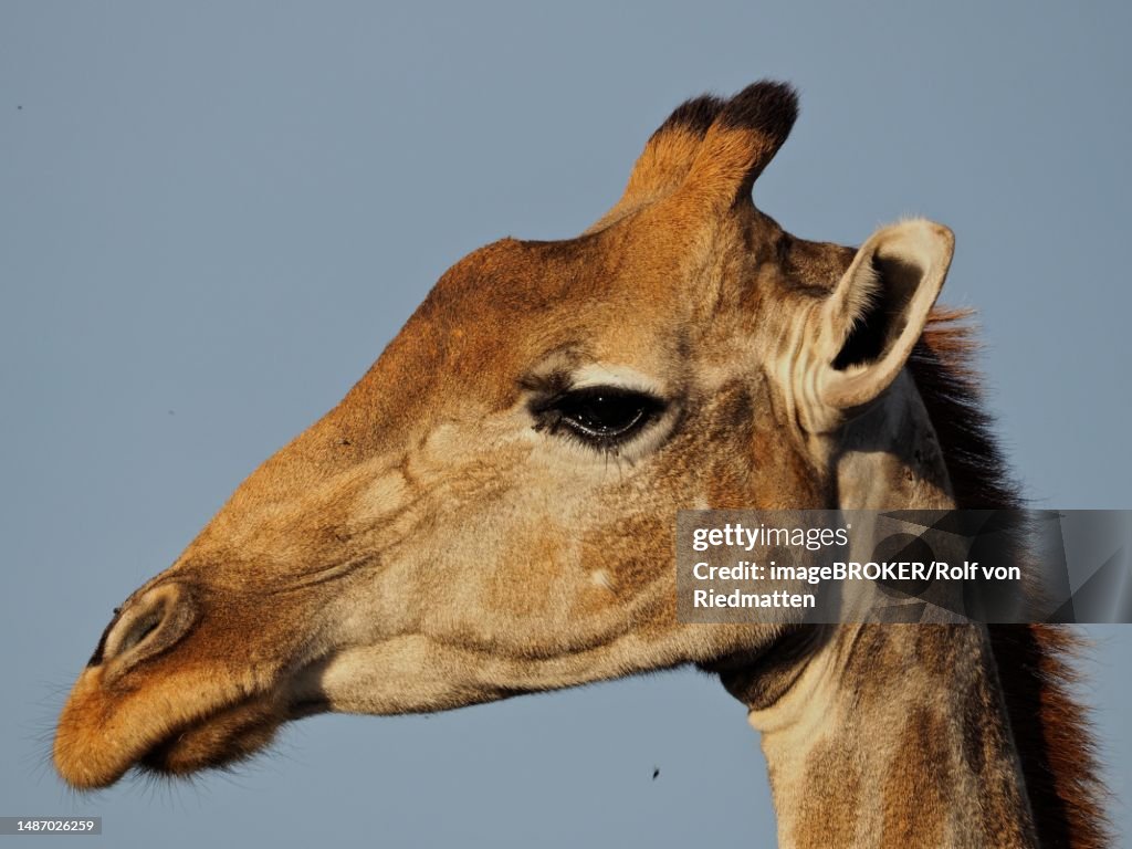 Close-up of giraffe (Giraffa giraffa wardi), Kruger National Park, South Africa