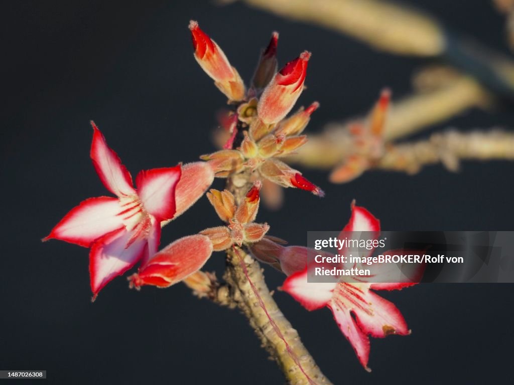 Impala lily (Adenium multiflorum) in Kruger National Park, South Africa