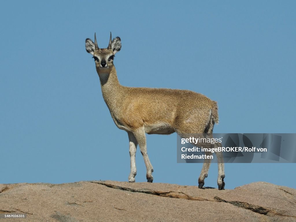 Cliff springer (Oreotragus oreotragus) in Kruger National Park, South Africa