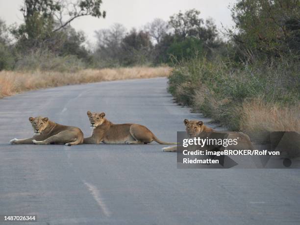 three lions (panthera leo) on a road, animal roadblock, in kruger national park, south africa - kruger national park lion stock illustrations