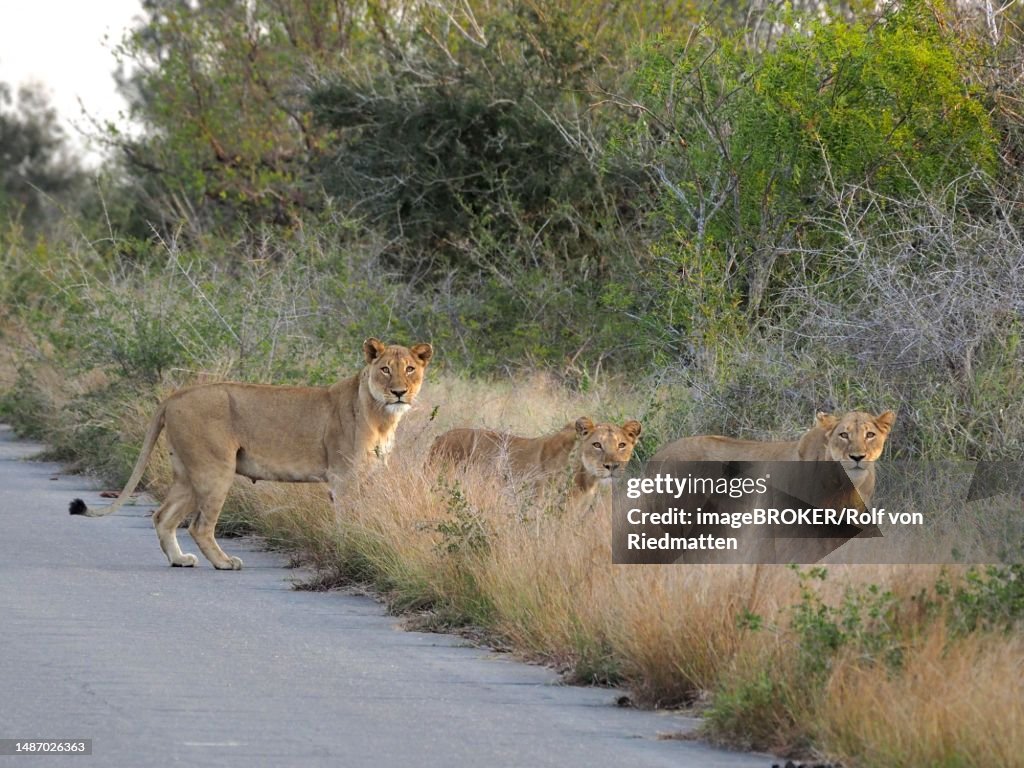 Three lions (Panthera leo) at the roadside, in Kruger National Park, South Africa