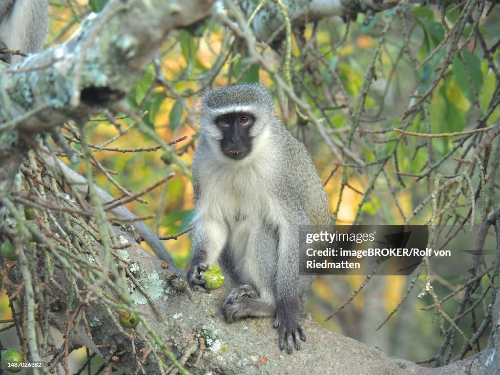 Vervet monkey (Chlorocebus pygerythrus) in Kruger National Park, South Africa