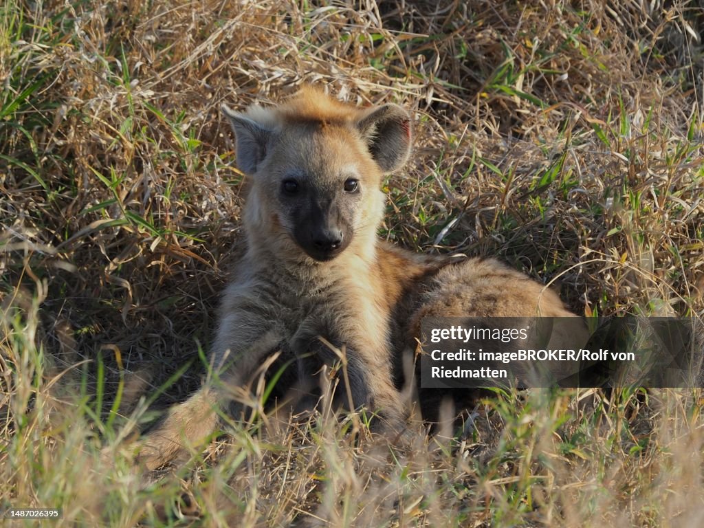 Pup of spotted hyena (Crocuta crocuta), in Kruger National Park, South Africa