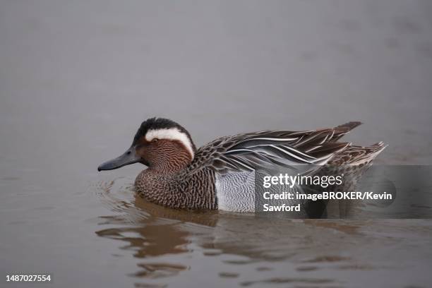 garganey (anas querquedula) adult male duck on a lake, england, united kingdom - garganey anas querquedula stock pictures, royalty-free photos & images