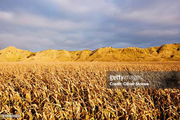 corn fields. - gisborne stock pictures, royalty-free photos & images