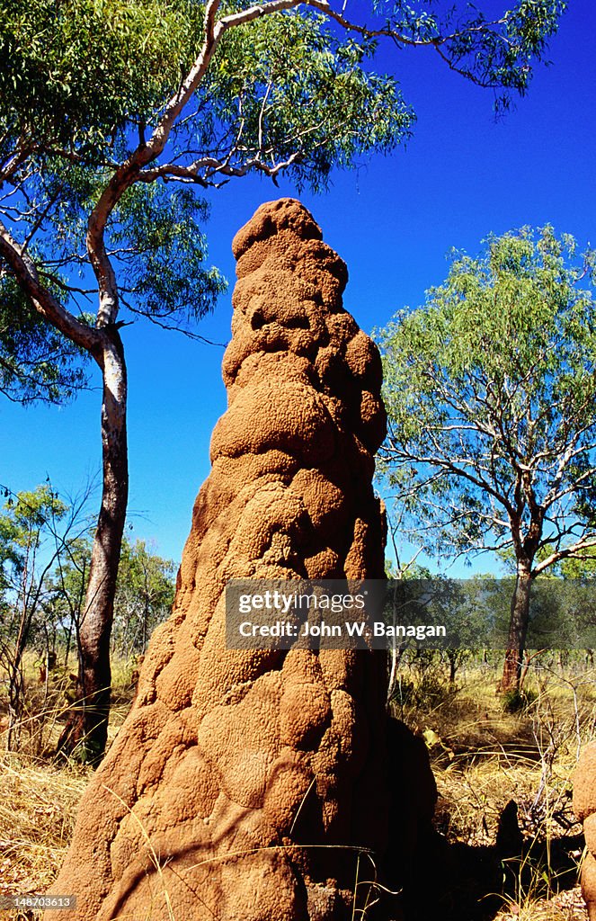 Termite mound at Delemare Road.