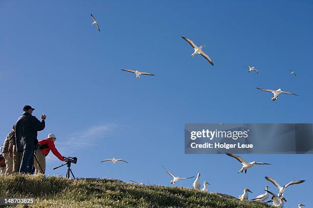 cape kidnappers gannet colony. - cape kidnappers gannet colony stock pictures, royalty-free photos & images