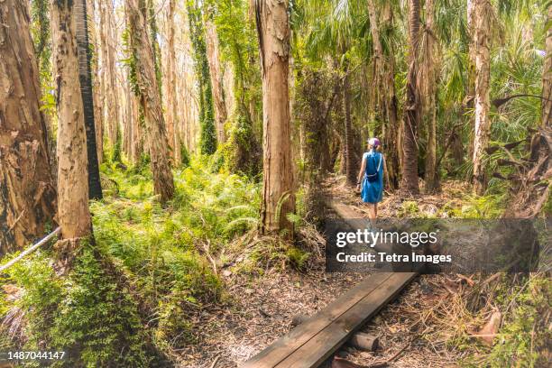 australia, queensland, agnes water, woman walking on boardwalk in forest - hiking australia stock pictures, royalty-free photos & images