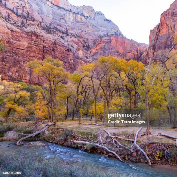 united states, utah, zion national park, virgin river in early spring - river virgin stock pictures, royalty-free photos & images