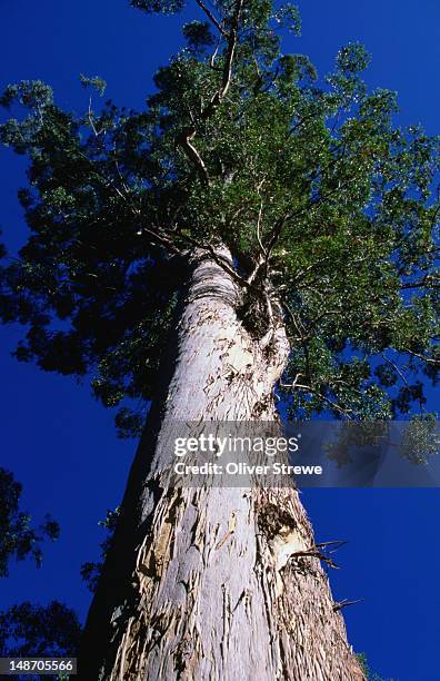 just north of bulahdelah is the tallest tree, a flooded gum, in new south wales (84.3m). - m oliver stock pictures, royalty-free photos & images