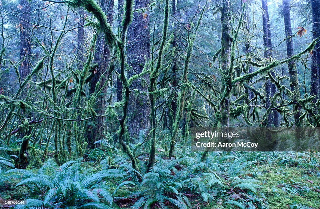 Mossy trees.