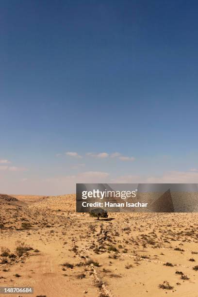 acacia tree in the negev desert, wadi noked. - negev stock pictures, royalty-free photos & images