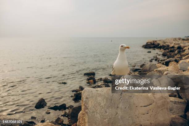 seagull on the adriatic sea at sunset - seagull stock-fotos und bilder