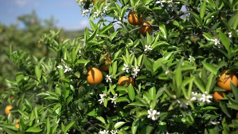 Orange Blossom Clips Orange Blossom Clips
