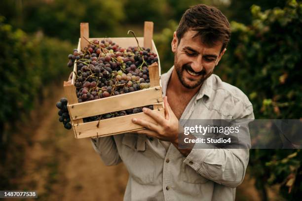 hombre adulto medio trabajando en el viñedo. un agricultor lleva una caja llena de uvas - vendimia fotografías e imágenes de stock