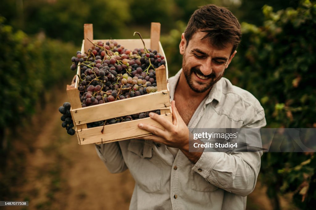 Mid adult man working at vineyard. A male farmer carrying a crate full of grapes