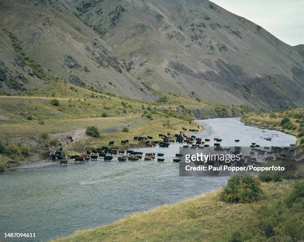Herd of cattle are mustered and driven across a river running through land on the Molesworth Station, a high country cattle station in the...